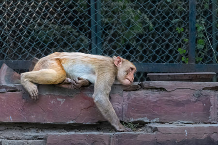 Monkey Lying in Thoughtful Stillness. A Monkey's Depressed Posture.の写真素材