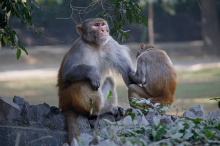Pair of monkeys engaging in classic grooming behavior in a zooの写真素材