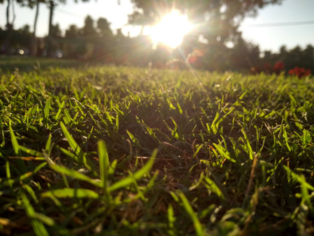 outdoor green grass  looks so beautiful when sun risesの写真素材
