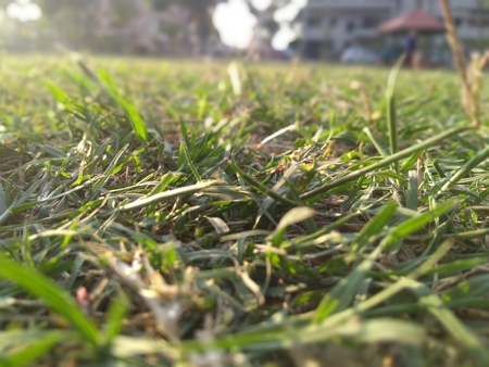 green grass in a parkの写真素材
