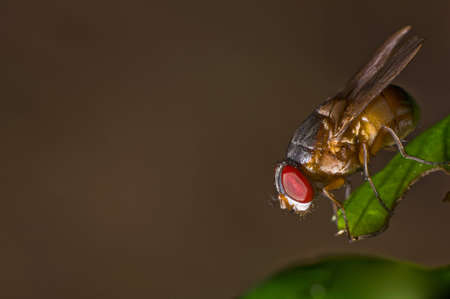 Single red eyed fly on a leafの写真素材