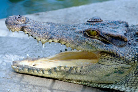 Crocodileの写真素材