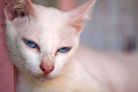 White catの写真素材