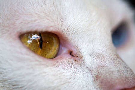 White catの写真素材