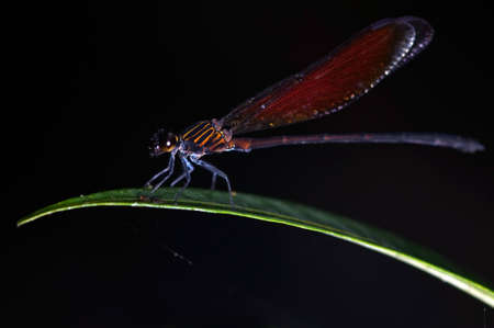 Dragonflyの写真素材