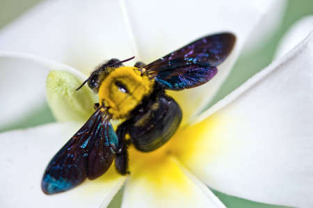 Bug on white flower.の写真素材