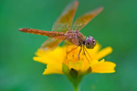 Dragonfly.の写真素材