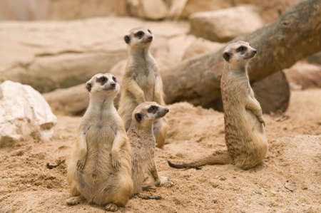 meerkat.の写真素材