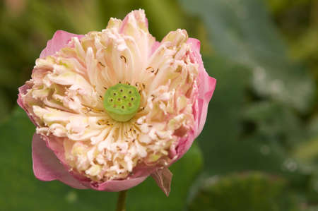 Pink lotus. 