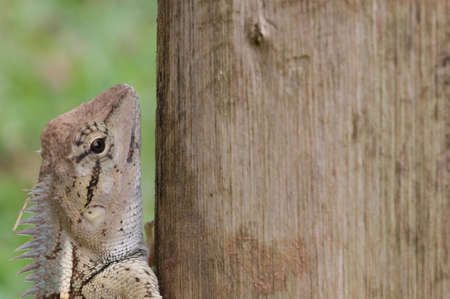 chameleon.の写真素材