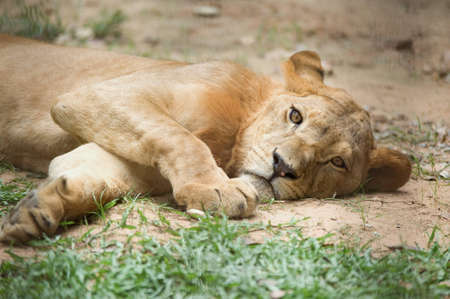 Lion.の写真素材