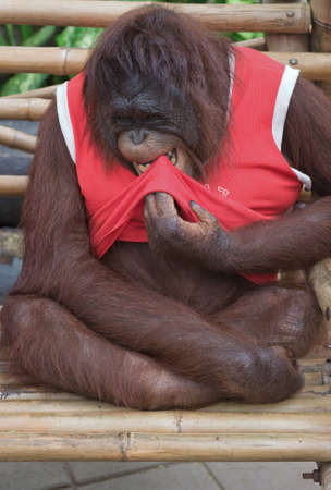 Orangutanの写真素材