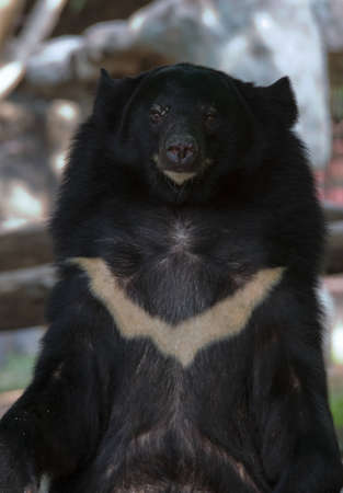 Asiatic black bear の写真素材