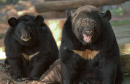Asiatic black bear の写真素材