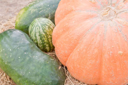 Pumpkins and watermelon harvest.の写真素材