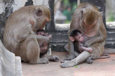 Monkey family.の写真素材