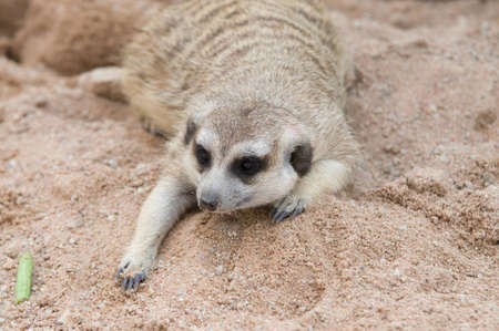 Meerkats.の写真素材