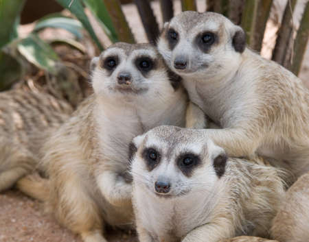 Meerkats.の写真素材