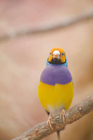 Beautiful Gouldian Finch.の写真素材
