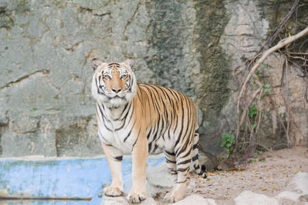 Bengal Tiger .の写真素材