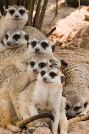 Meerkats.の写真素材