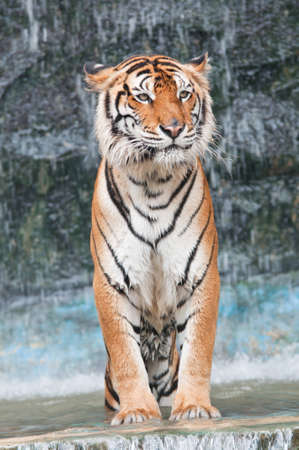 Bengal Tiger.の写真素材