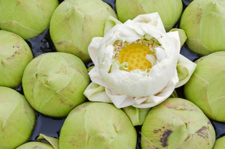 Group of white lotus.の写真素材