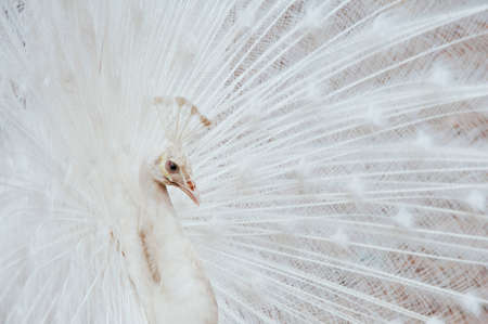 White peacockの写真素材