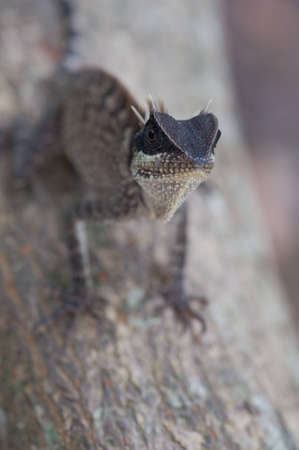 Lizardの写真素材