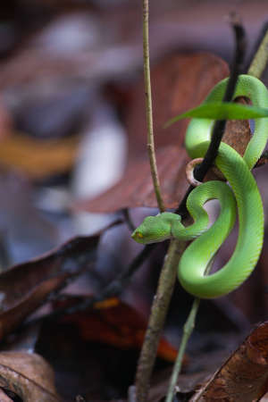 green snake in tropical rain forest.の写真素材