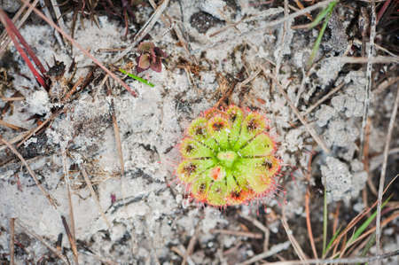 Sundew or Drosera tokaiensis Carnivorous Plant That Eating Insectの写真素材