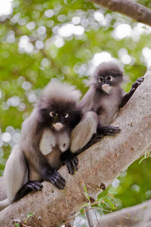 Dusky Leaf Monkey / Spectacled Langur on tree 