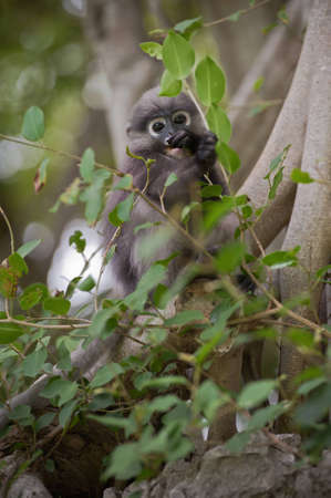Dusky Leaf Monkey / Spectacled Langur on tree 