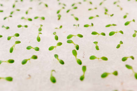 Hydroponics vegetable sproutの写真素材