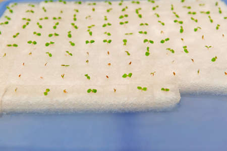 Hydroponics vegetable sproutの写真素材