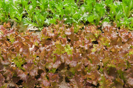 Hydroponics vegetable