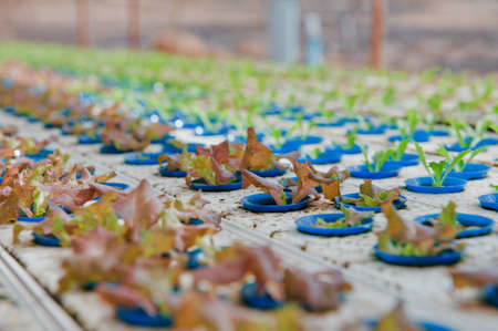 Hydroponics vegetableの写真素材