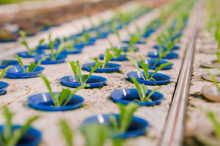 Hydroponics vegetableの写真素材