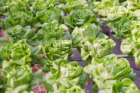 Hydroponics vegetableの写真素材