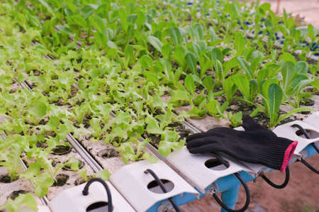 black groves and Hydroponics vegetableの写真素材