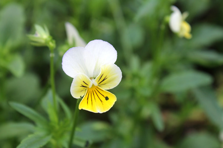 Pansyの写真素材