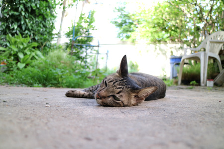 a cat sleeping outdoor on the lawn in sunny dayの写真素材