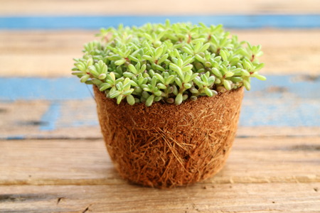 tiny succulent remove from pot with roots and soil on wooden floor backgroundの写真素材