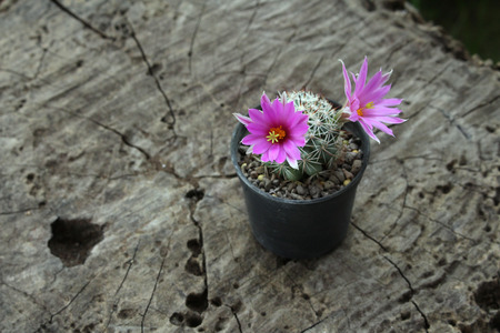 lovely and beautiful mammillaria cactus with pink flower on wooden backgroundの写真素材
