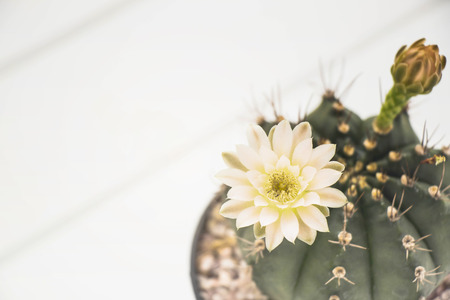 cactus 's flower  in the flowerpot on the white wood floor for backgroundの写真素材