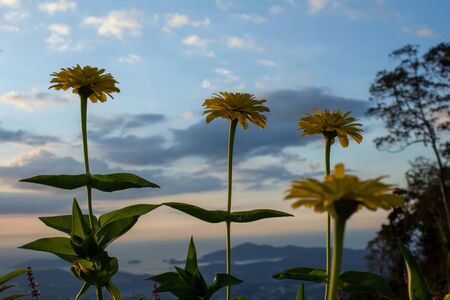 Yellow flowers in full bloom with natural sky background, Kota Kinabalu, Sabah, Malaysiaの写真素材