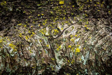 View of tree bark texture and background. Use for nature concept
