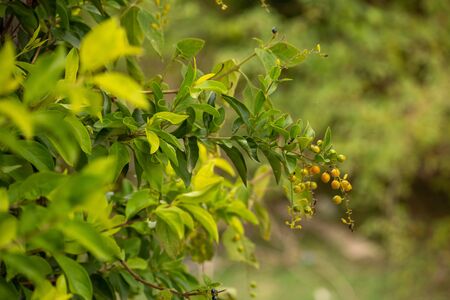 green leaves on the rural backgrounds