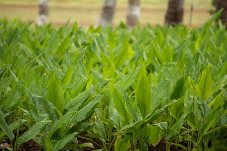 Turmeric Plantation (Curcuma longa), Hasanur, Tamil Nadu - Karnataka State border, Indiaの写真素材