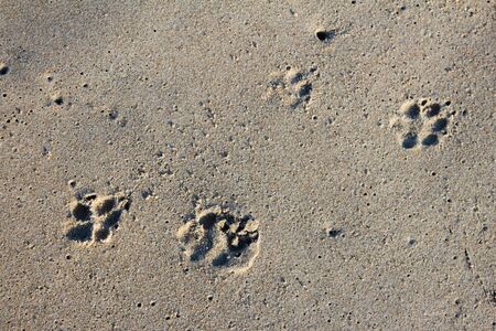 Footprints of dog feet in beach sand.